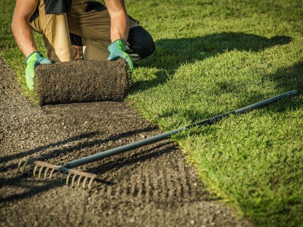 Caucasian Professional Landscaper Lay The Turf. Natural Grass Installation. Gardening Theme.